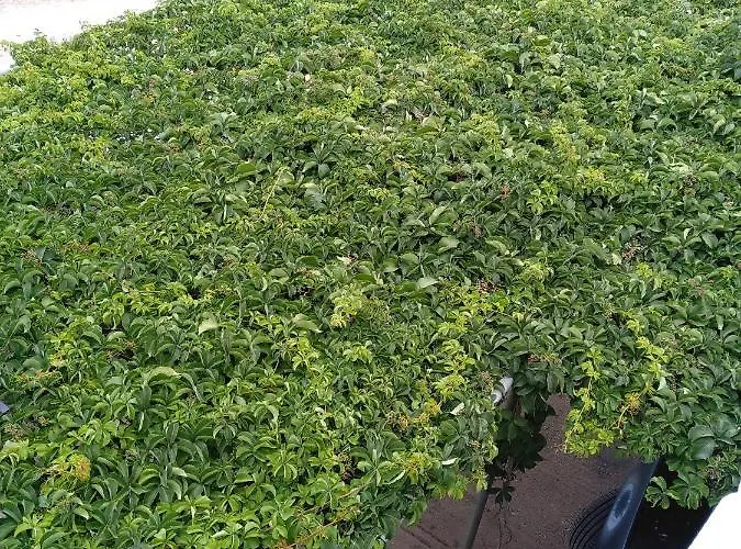 Appartamento πεννυ καντια 1ος ν 2